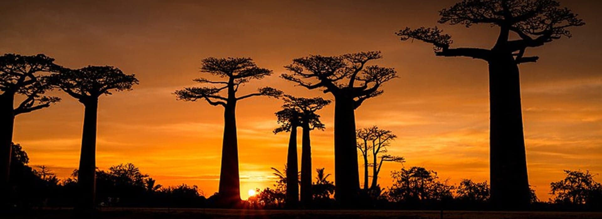 Avenue of the Baobabs Madagascar